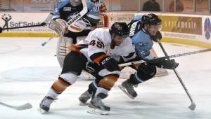 Photo Courtesy Of SF Bulls